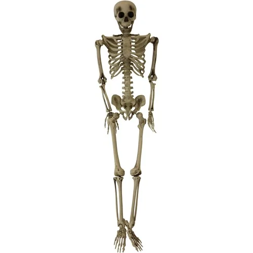 Skeleton-img1-10